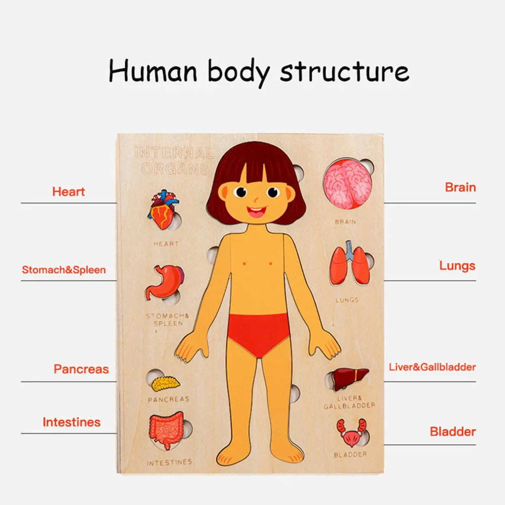 Wooden Body Puzzles for Kids, Toddler Montessori 14 Pieces Boy Anatomy Puzzle, Human Body Learning Toy with Internal Organs Early STEM Educational Toy for Boys and Girls Ages 3 4 5 6 Years Old