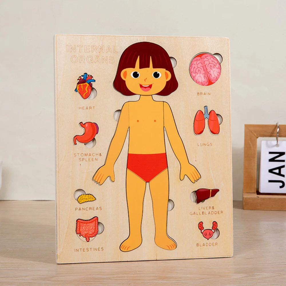 Wooden Body Puzzles for Kids, Toddler Montessori 14 Pieces Boy Anatomy Puzzle, Human Body Learning Toy with Internal Organs Early STEM Educational Toy for Boys and Girls Ages 3 4 5 6 Years Old