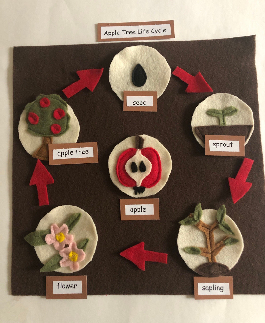 Montessori Lifecycle Apple Tree