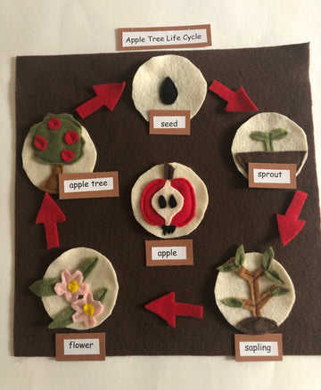 Montessori Lifecycle Apple Tree