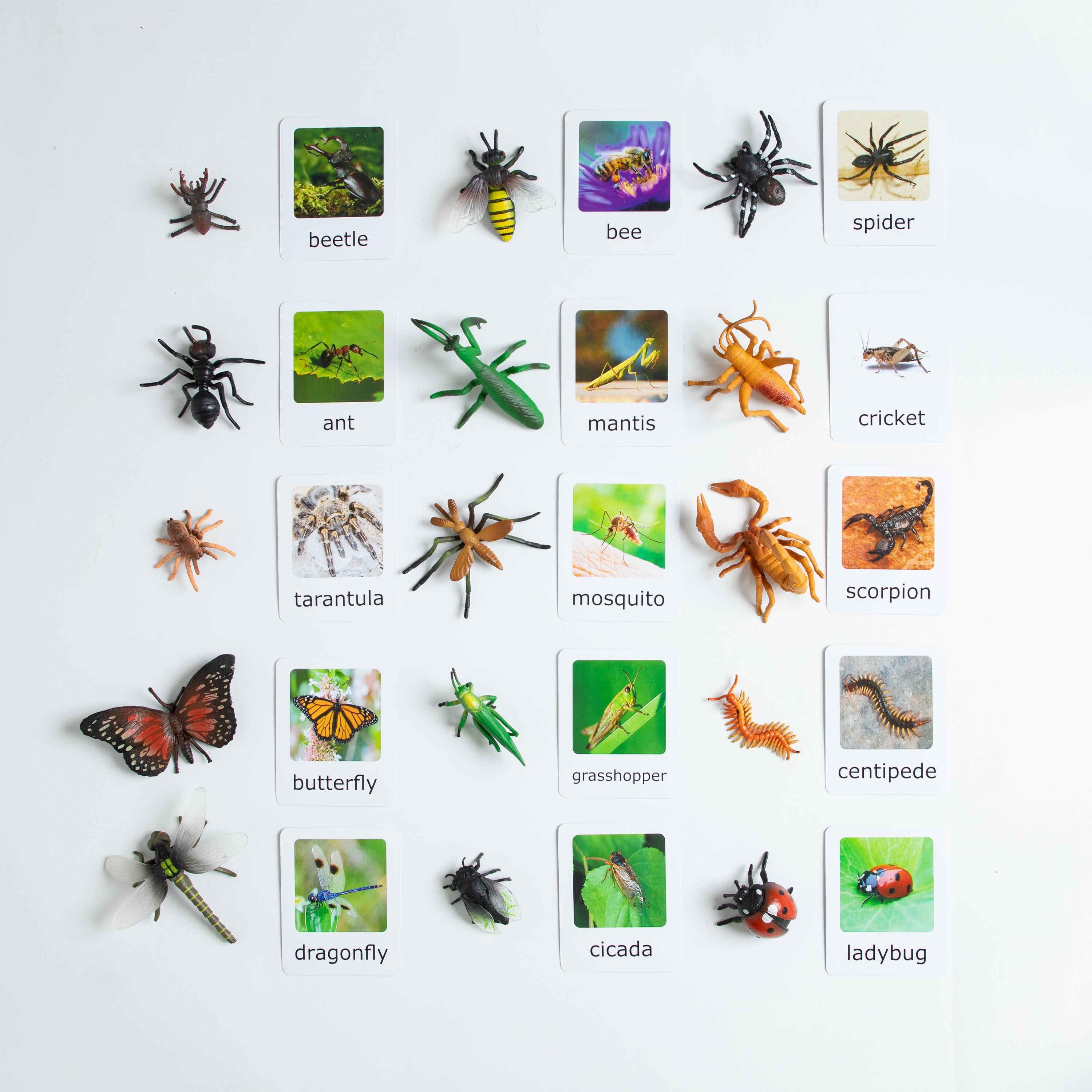 Montessori Insects Matching Set – 15 Figurines with Cards